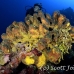 sponge_tube_branching_lw_gc_h_0068_cay1208.jpg